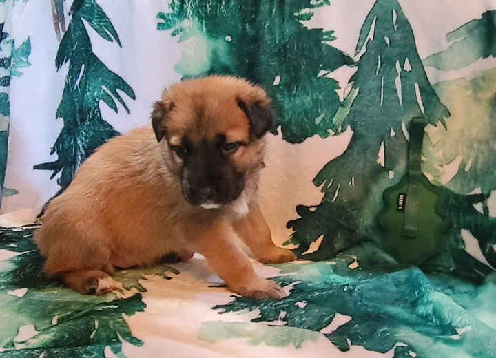 chinook puppy